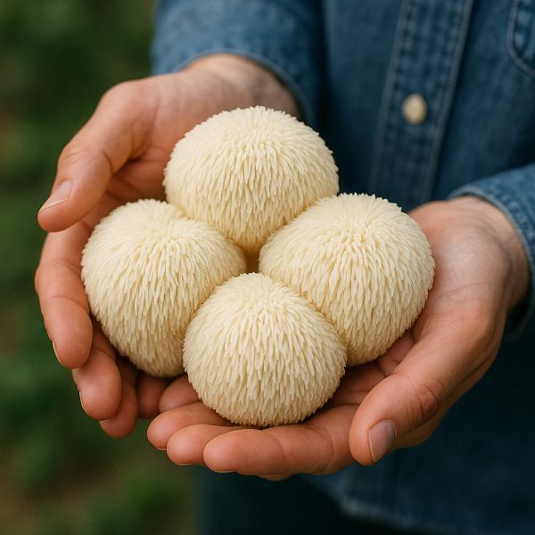 lion's mane mushrooms (fresh)
