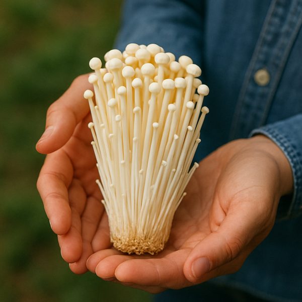enoki mushrooms (fresh)