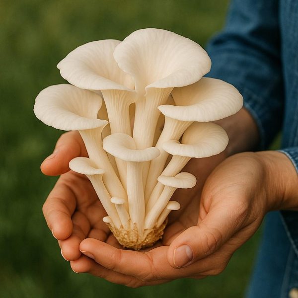 white oyster mushrooms (fresh)