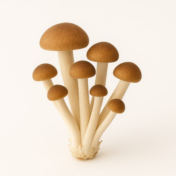pioppino mushrooms (fresh)