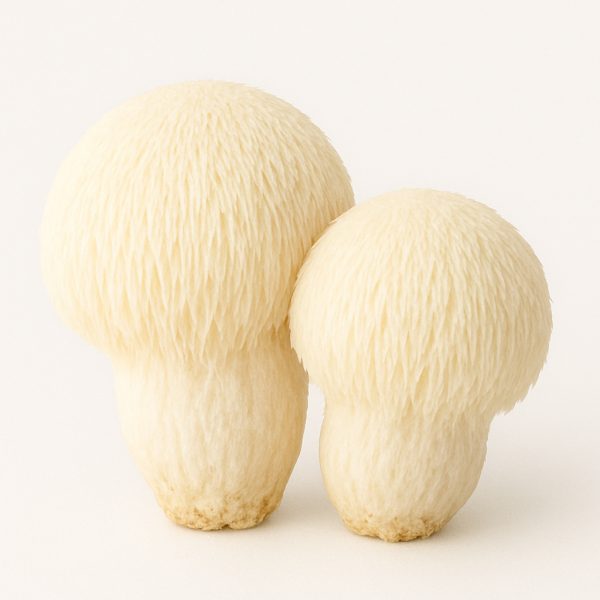 lion's mane mushrooms (fresh)