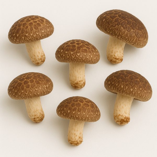 shiitake mushroom (fresh)