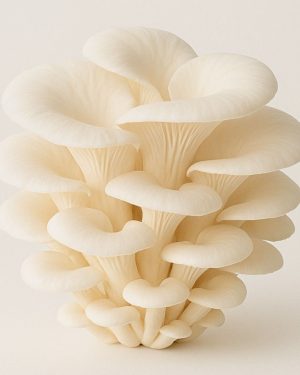 white oyster mushrooms (fresh)