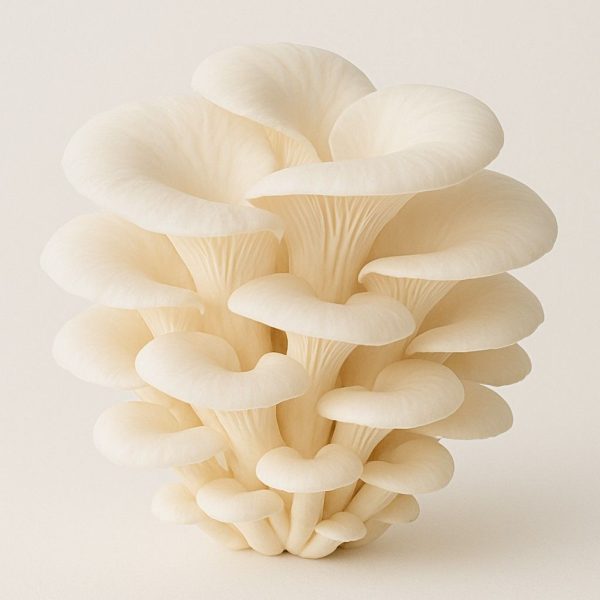 white oyster mushrooms (fresh)