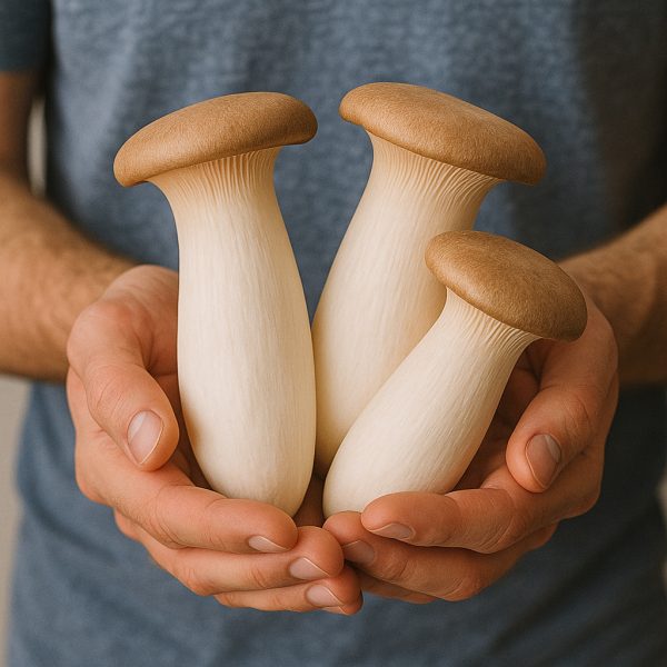 king oyster mushroom (fresh)