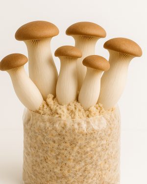 king oyster mushroom (fresh)