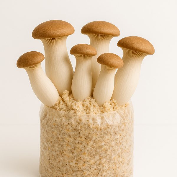 king oyster mushroom (fresh)