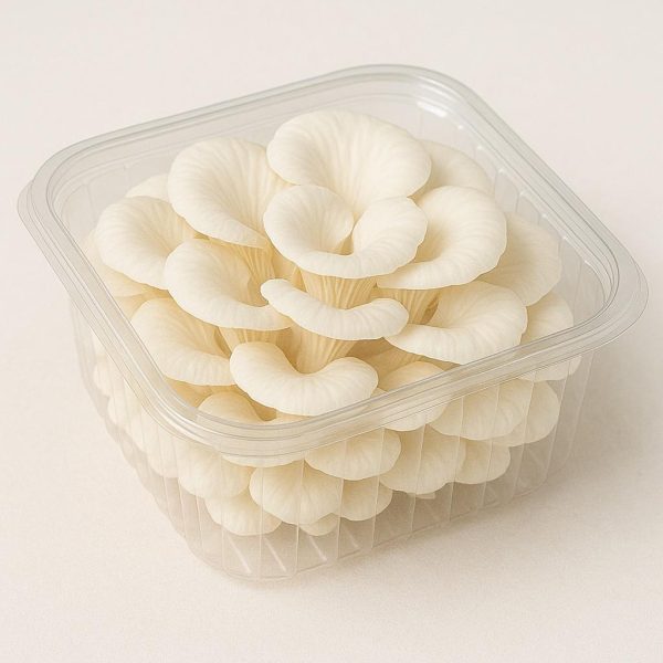 white oyster mushrooms (fresh)